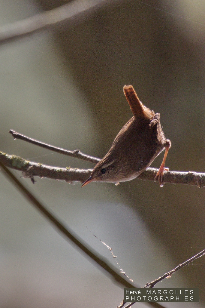 Troglodyte mignon-01.jpg